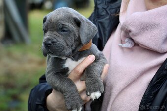 Šteniatka Cane Corso - 10