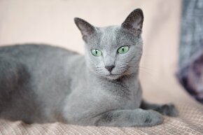 Ruská modrá kočka - koťata s PP - 10