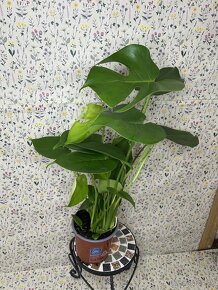 Monstera deliciosa - 10