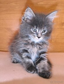 Maine coon macicka - 10