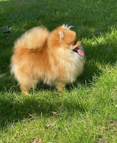 Pomeranian mini Boo - 10