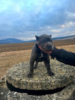 Šteniatka Cane Corso - 10