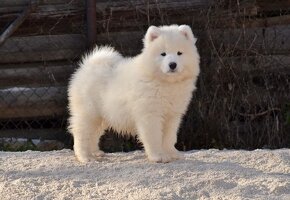 Samojed s PP LA TORRE ROJA - 10