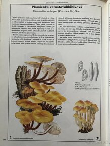 Atlas liečivých rastlín, Čuvač, Encyklopédia astronómie Huby - 10