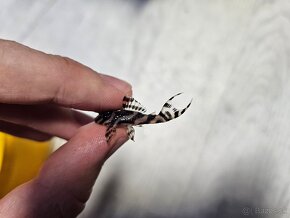 Pleco, Hypancistrus, Ancistrus long fin, sumce - 10