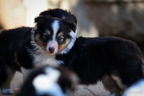 Psík - šeltia, sheltie, šetlandský ovčiak s PP - 10