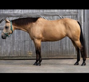 Qh Buckskin kobyla - 10