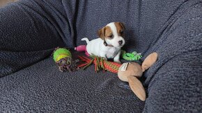 Jack russel terier - 10