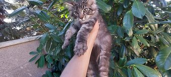 Mainska myvalia Mainne coon Mco - 10