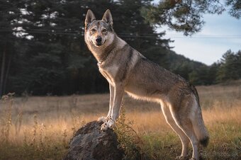 Šteniatka československého vlčiaka na predaj - 10