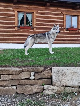 Šteniatka československého vlčiaka na predaj - 10