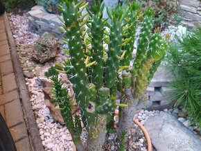 ♦  Aloe Vera. ♦   Kaktus.  ♦ Crasula.♦  Bonsai - 10