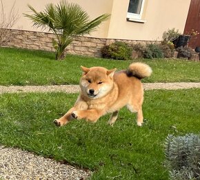 Shiba Inu s PP. - 10