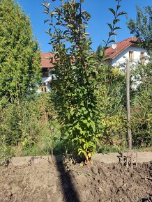 PREDÁM  Vŕba bab.kučeravá+Jap.čerešňa+GOJI - 10