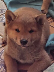 Shiba Inu - 10