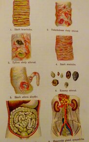 Bilzovo nové léčení přirozené I.-II., vydané 1902 - 10