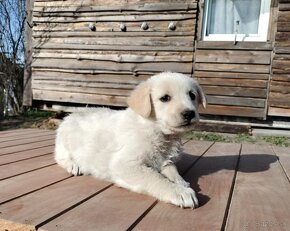 Darujem rozkošné šteniatka - mix špic / labrador - 10