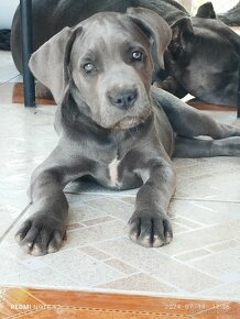 Cane Corso - 10