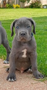 Cane Corso s PP - 10