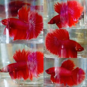 Betta Splendens -Bojovnica Pestrá - 10