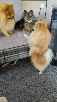 Pomeranian - 10