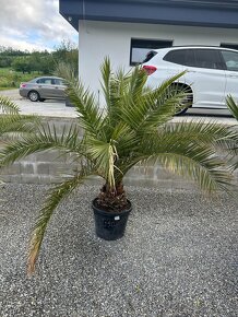 Palma WASHINGTONIA ROBUSTA,TRACHYCARPUS FORTUNEI - 10