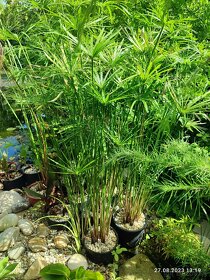 Šachor striedavolistý - Cyperus alternifolius - 10