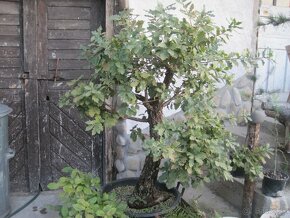 bonsai,bonsaj-DUBY - 10