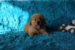 GOLDEN RETRIEVER-zlaty retrivr, zlaty retriever , american - 10