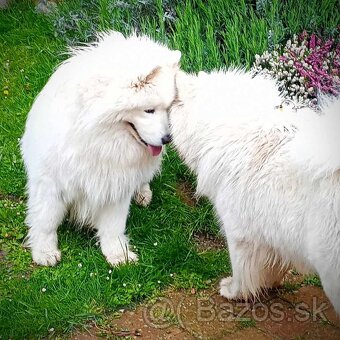 Samojed - 10