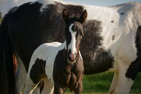 Připouštěni kvalitní plemeníci PAINT HORSE-HOMOZYGOT - 10