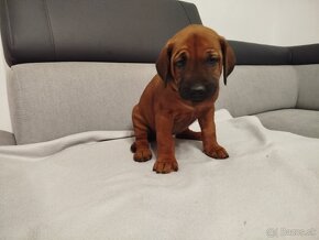 RHODESIAN RIDGEBACK - 10