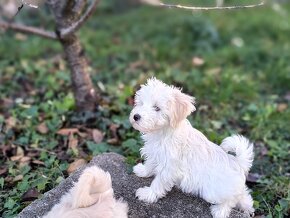 Maltipoo - 10