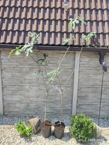 Figovniky (ficus carica) - Rodiace stromčeky - 10