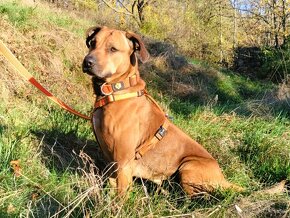 Darujem krásneho psa Bena - mix ridgeback - 10