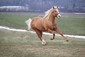 AQHA kobyla 7let - 10