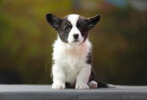 Welsh corgi cardigan steniata. - 10