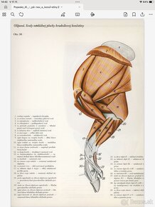 Anatómia - 10