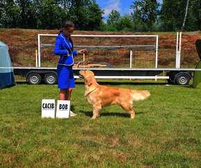 GOLDEN RETRIEVER-zlaty retrivr, zlaty retriever , american G - 10