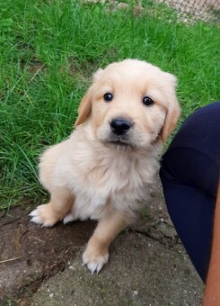 Zlatý (golden) retriever - šteniatka - 10