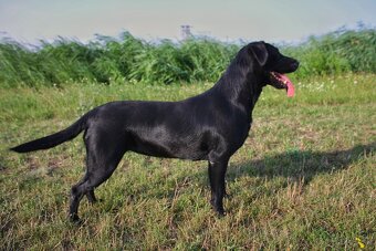 Labrador Retriever Anglicka pracovná línia - 10