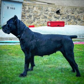 Cane corso - 10