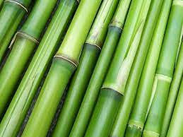 Palice - bambusové tyče vhodné na dekoráciu vytvorenie záste - 10