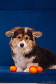 Welsh Corgi Pembroke - 10