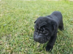 Shar-pei šteniatká - 10