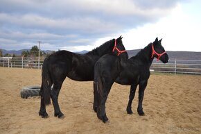 Kobyly na predaj - Percheron - 10