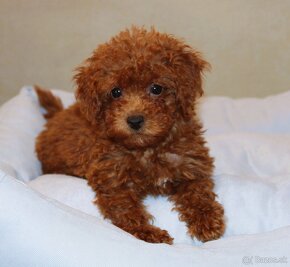 Toy pudla, Red Toy Poodle, Red Toy Pudel - 10