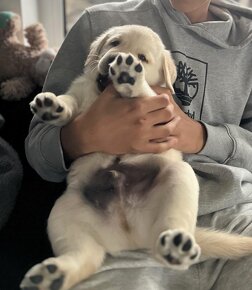 Krásne čistokrvné šteňa labradorského retrievera s rodokmeňo - 10