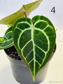 Anthurium clarinervium - 10