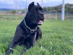 Cane Corso FCI Errant of North - 10